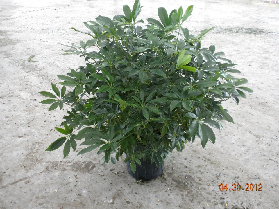 8" Schefflera Amate 